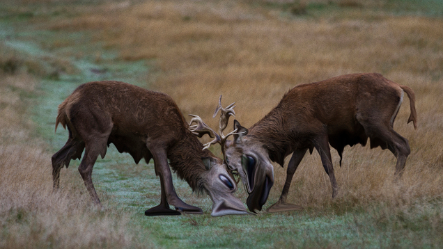 Illustration for article titled 6 Amazing Pictures Of Deer Melting That We Published Before Looking Up An Explanation